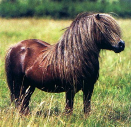 Shetland_pony[1].jpg