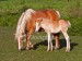 ist2_1270150_palomino_mare_with_foal[1].jpg